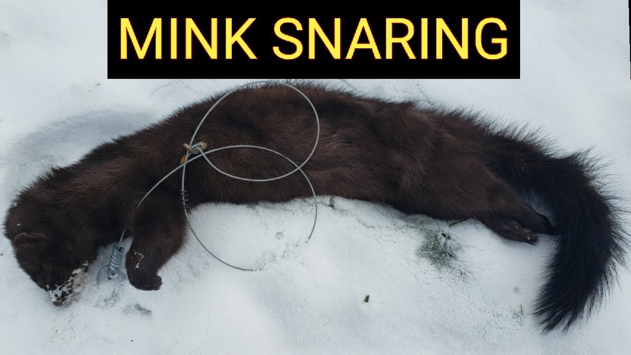 Dakotaline Mink & Rabbit Snare