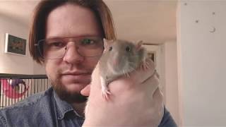 MEET MY RATS 2020