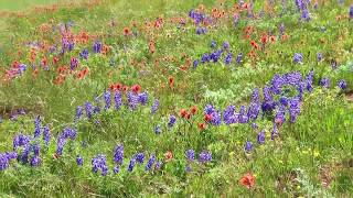 Wildflowers in Colorado Rocky Mountains 科羅拉多洛基山高原七月野花