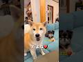 まさかの😱‼️#柴犬 #チワワ #shorts