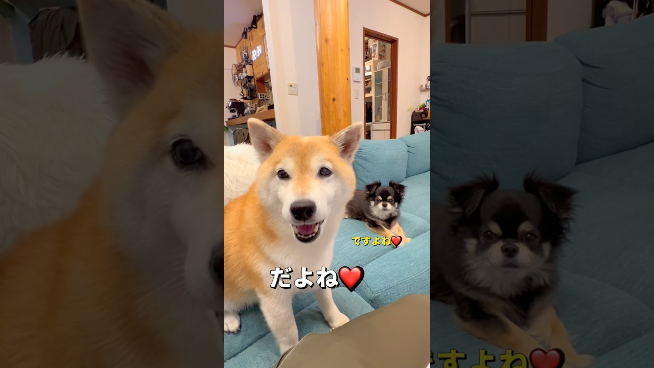 まさかの😱‼️#柴犬 #チワワ #shorts