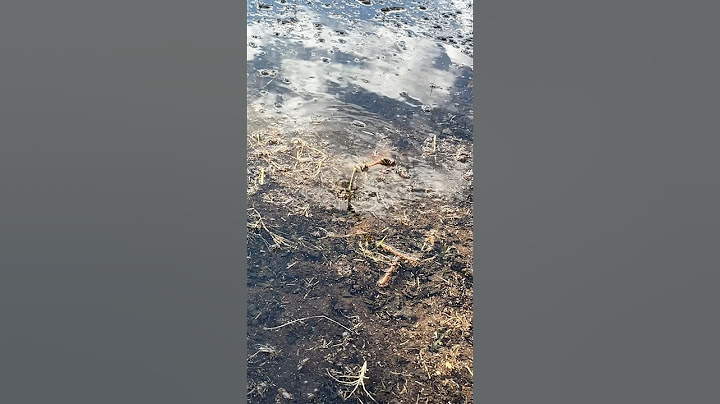 What are these dragonflies doing?        #dragonfly ￼#dragonflies ￼￼