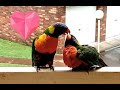 Hungry Baby Rainbow Lorikeet. How Lorikeet parents feed their baby a very sweet moment !