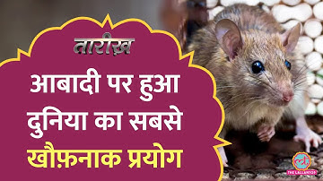 चूहे अपने ही बच्चे खाने लगे... Universe 25 की कहानी | Tarikh