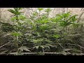 Grow your own cannabis OG lime killer flowering day 11 and 13