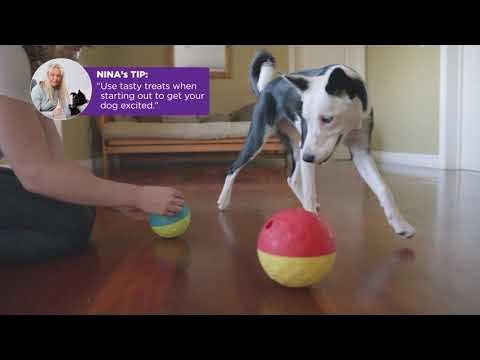 Treat Tumble Interactive Puzzle Dog Toy - Small