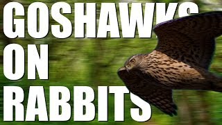 Goshawks on rabbits  fastaction footage