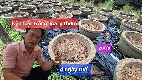 Trồng hoa ly thơm 75 ngày hôm nay cây phát triển 3 phân sau 4 ngày xuống giống kỹ thuật trồng hoa ly