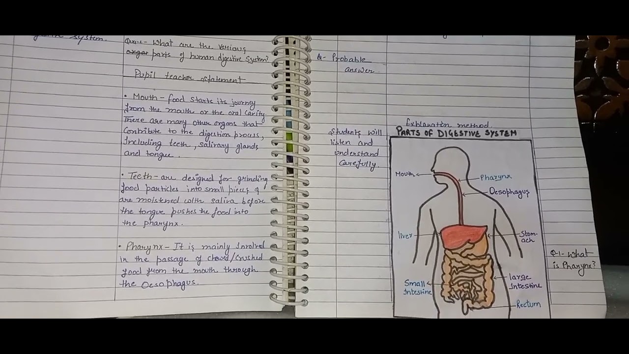 Biological Science Macro Lesson Plan Topic Digestive System Class biological-science-macro-lesson-plan-topic-digestive-system-class