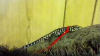 B&W Tegu Elysium's leash training