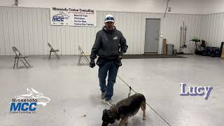 Dog Training - MCC Dog Obedience Bootcamp Update (09-08-2025)