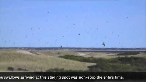 Tree Swallow Staging 9-16-10