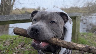 17 Month Old Staffordshire Bull Terrier