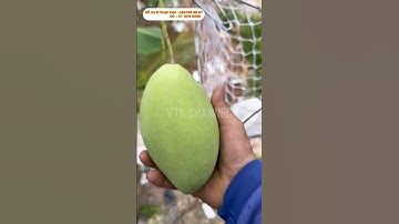 Hoà Lộc VIP 25 Tết 2024 | VTK.CHANNEL