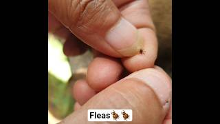 Remove Tick / kutu Anjing🪲🪲#dog #puppy #pets #animals #cute