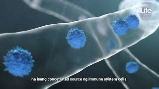 How 4Life Transfer Factor® Works: A Capsule’s Journey through the Body
