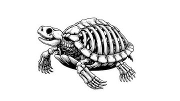 Het TurtleWoW-probleem