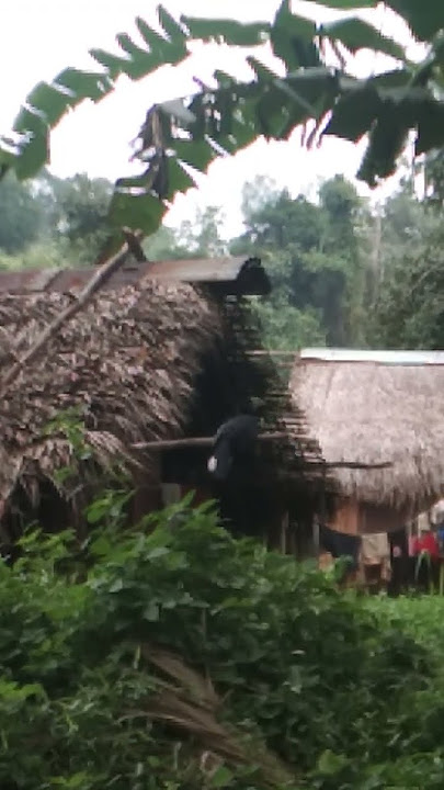 Formerly rescued Black Hornbill, visit again its rescuer village. (Burung Enggang Gatal Birah).