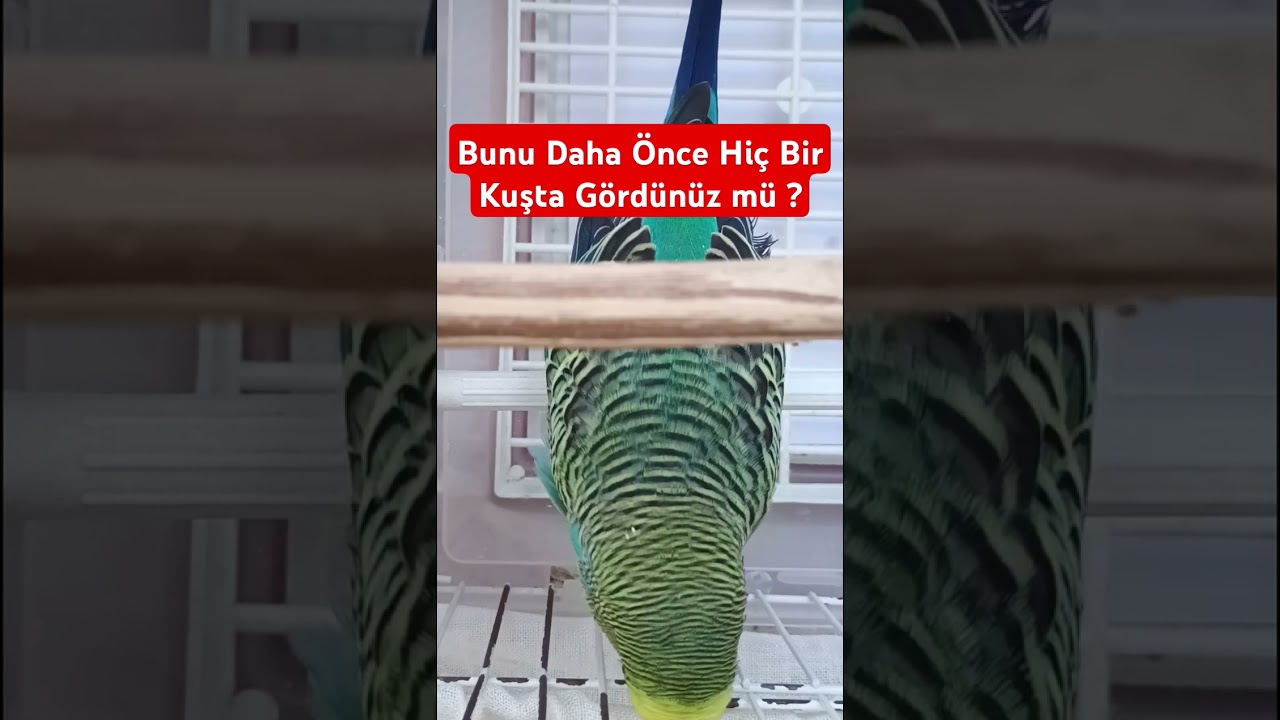 Bu sesi ilk Kez Duyanlar Şok Oluyor 😂 #muhabbetkuşufıstık #parrot #birds #budgies #birdsong