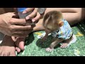 Baby monkey Miker #monkey #monkeybaby #monkeys #monkeyvideo #monkeydluffy #monkeylove #monkeyking