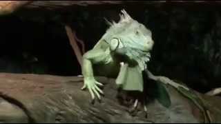 Head Bobbing Green Iguana