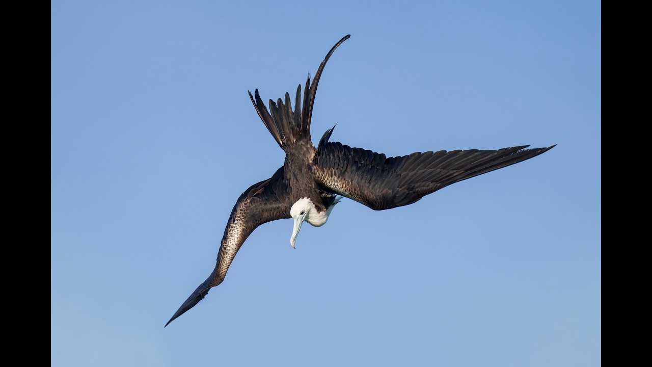 Six Image Optimization Before and Afters & a Warped Quick Mask Tutorial. Arthur Morris/BIRDS AS ART