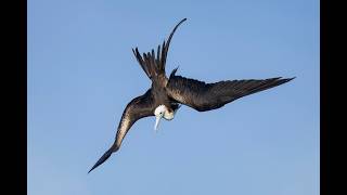 Celebrity Six Image Optimization Before and Afters & a Warped Quick Mask Tutorial. Arthur Morris/BIRDS AS ART Net Worth