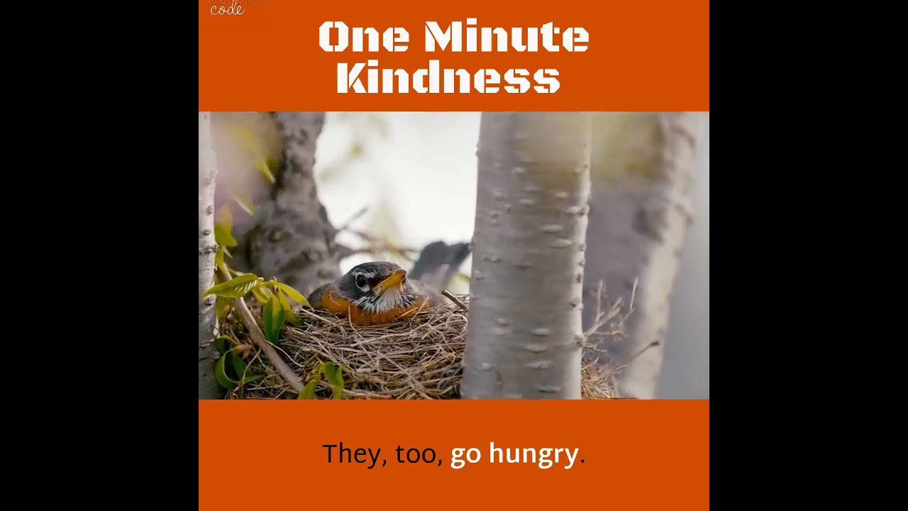 One Minute Kindness Feed the birds YouTube