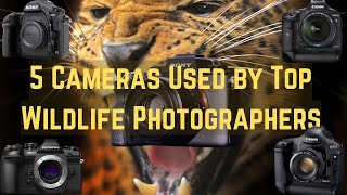 Which Safari Cameras do Top Wildlife Photographers Use?