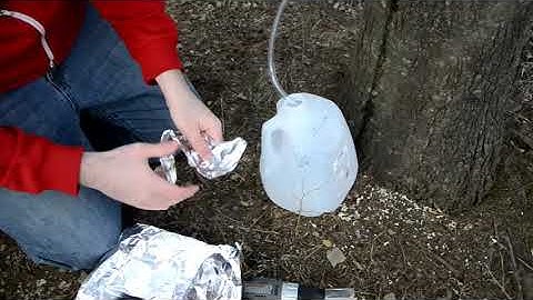 Making maple syrup from your backyard trees
