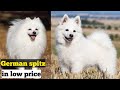 Cute german spitz dog available for sale in affordable price の動画、YouTube動画。