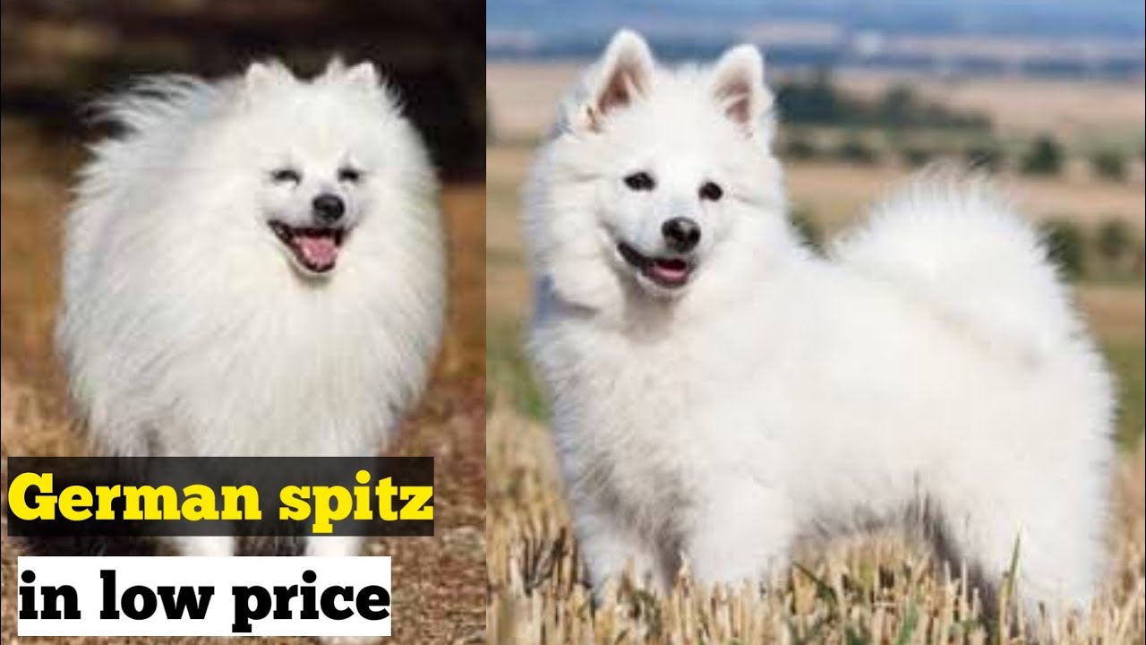 german spitz for sale