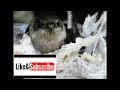 SP CEKLOK || SUARA CEK LOKASI WALET
