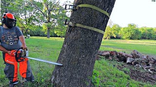 Felling a Dangerous Leaning Tree  Bore Cut Before the Face Cut