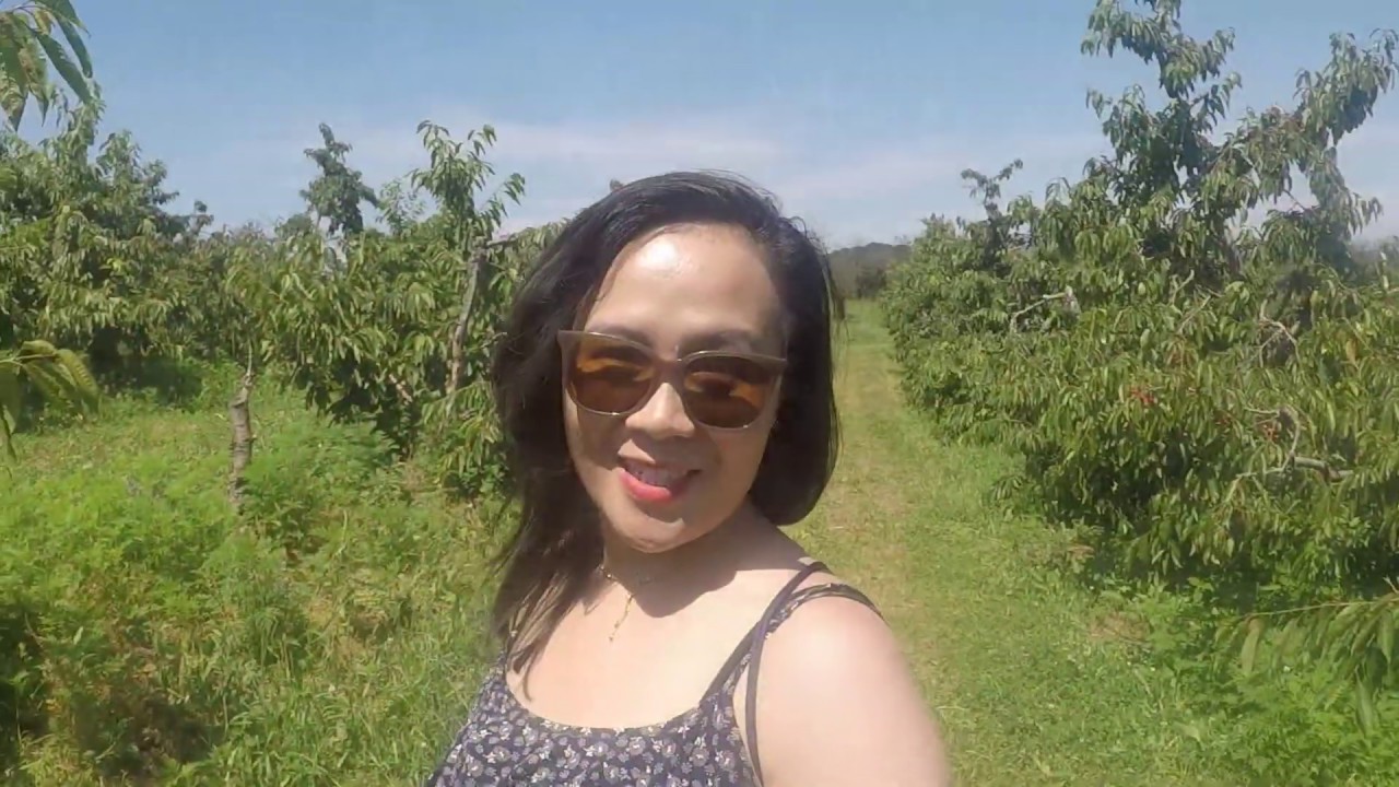 Vlog 12 Michigan Trip Part 1 Cherry Picking at Fruit Acres Farm