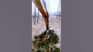 The process of digging tree stumps – good machinery can improve the efficiency of doing things