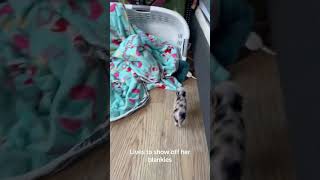 Watch This Tiny Piglet Show Off Her Favorite Blankets!