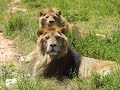 Jora and Black the Rescued Lions