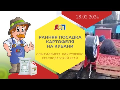 Как вырастить самый ранний картофель на Кубани? Опыт КФХ Руденко Е.Н. в Брюховецком районе