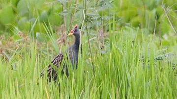 Burung Ayam ayaman gacor