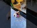 He Used His Dog's Face ID to Get Inside! 🤯 #shorts #ytshorts #viral