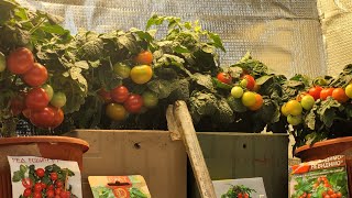 Выращивание томатов на балконе. Самое лучшее удобрение это " хороший " свет.