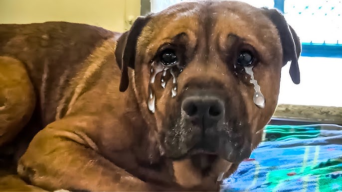 His Owner Abandoned Him and He Couldn’t Stop Crying but Days Later, Something Incredible Happened!