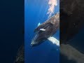 Breathtaking Humpback Whale Mother &amp; Calf 🐋 #shorts #youtubeshorts #HumpbackWhale #OceanLife