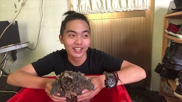 Rùa cá sấu - Khủng long cổ đại | Alligator snapping turtle | cảm nhận cách nuôi | PPeng_TV