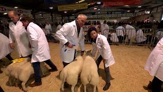 Defaid Texel Iseldiroedd | Dutch Texel Sheep