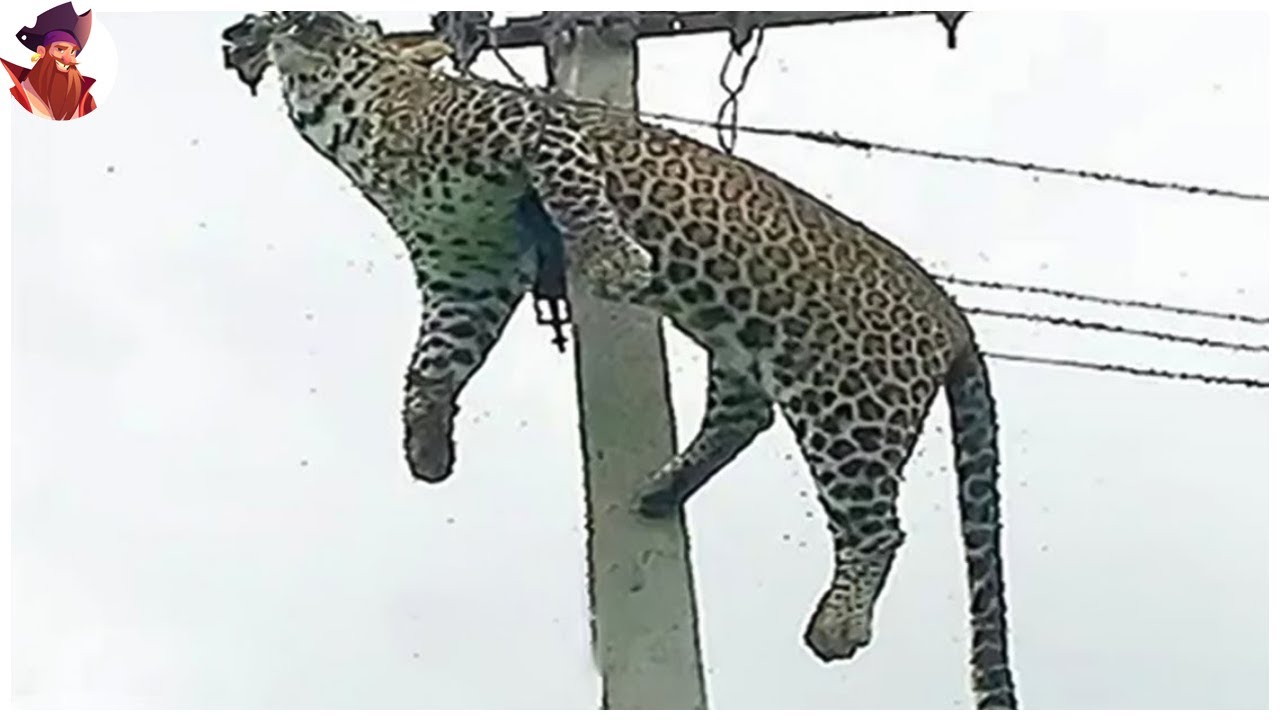 15 Momentos Trágicos En Que Los Animales Se Electrocutan