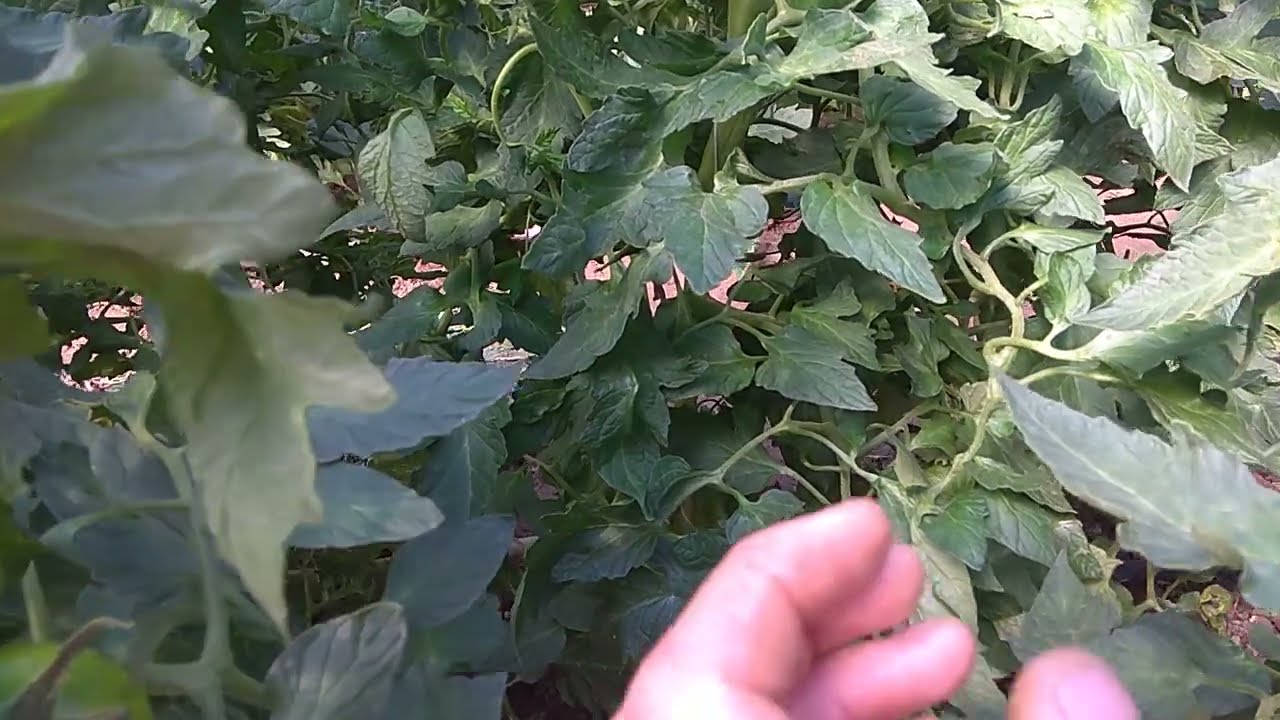 Ентомофаги -дитинчата макролофуса