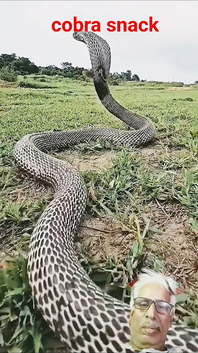 #snack video