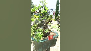 tp cóc #bonsai #trienlamsinhvatcanh #caycanhbonsai #caycanh #caycanhmini #short